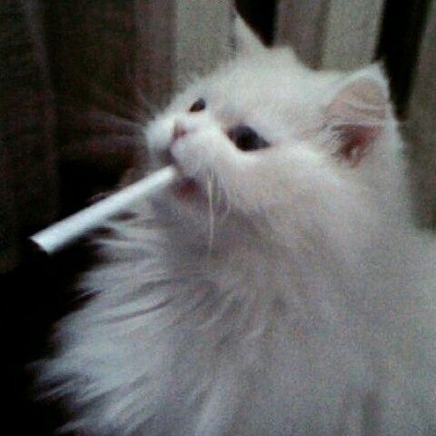 cat with a cig