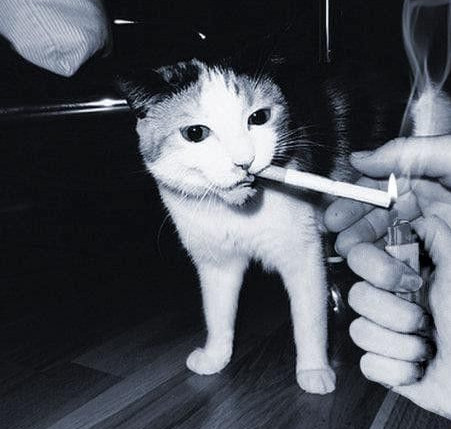 cat with a cig