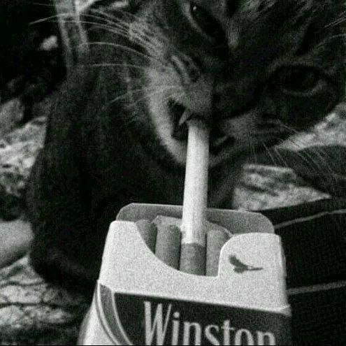 cat with a cig